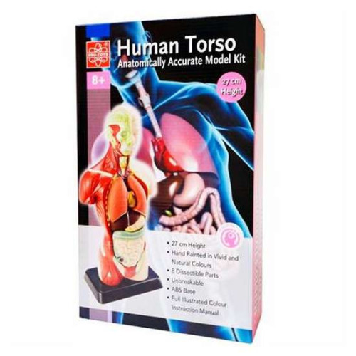 Анатомическая модель человека сборная 27 см ✅ хорошие характеристики Анатомическая модель человека сборная 27 см ✅ хорошие характеристики